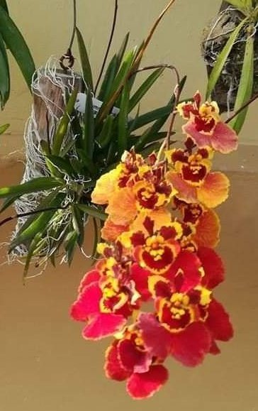 Estas bellas #orquideas #orchids me dan mucha alegría en la vida! 😍😍❤️❤️ Unas tolumnias