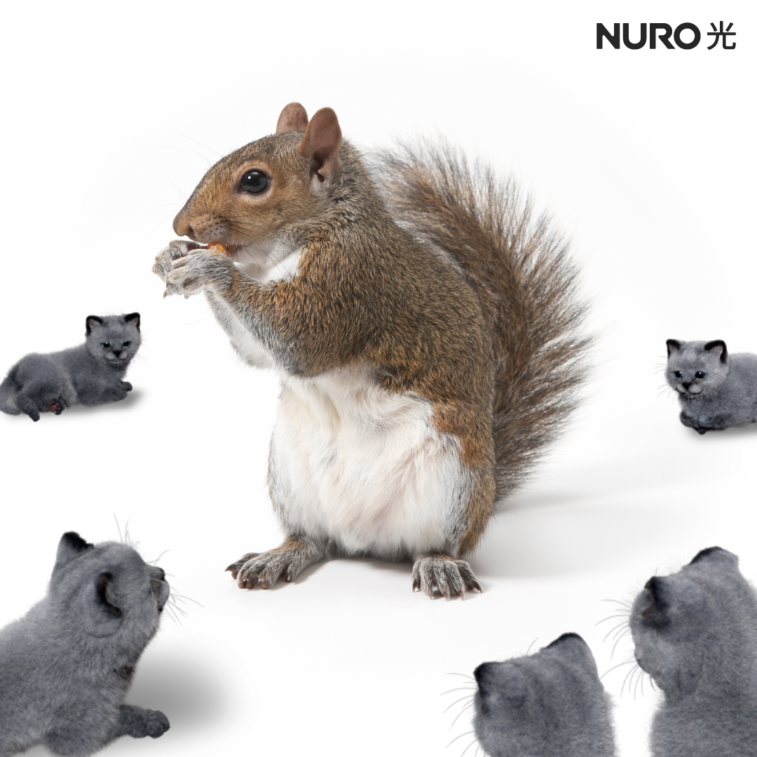 Sony Nuro 光 今日は りすの日 身体と同じくらい大きい尻尾をもつリスさんは 寝るときに体に巻いて布団として使うこともあるんだってニャ ニャーロも冬の間 お布団にできるくらいのふかふか尻尾がほしいニャ T Co Azx9ntncxu Twitter