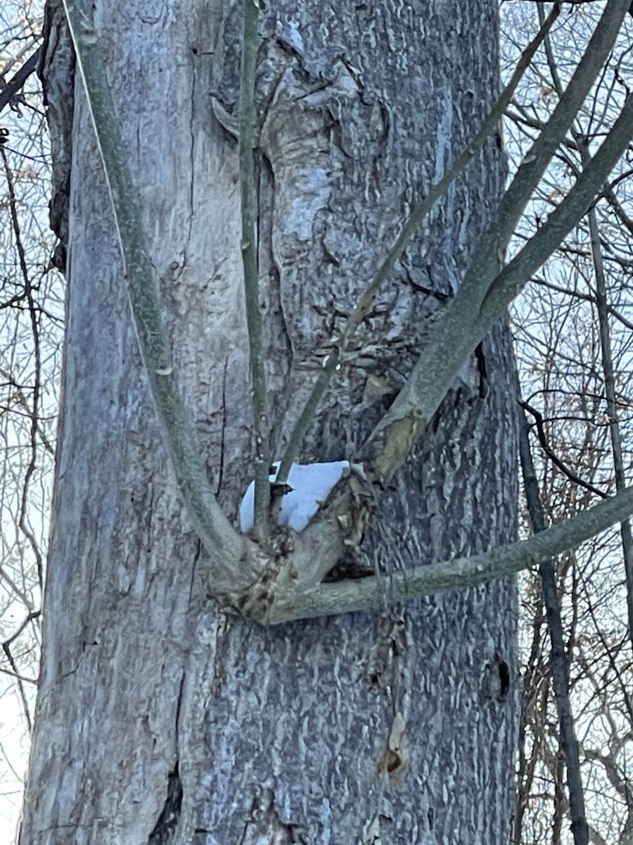 adriennefunny's tweet photo. Itโs alive!!!! #treeFingers https://t.co/91Jwdj1Bbk