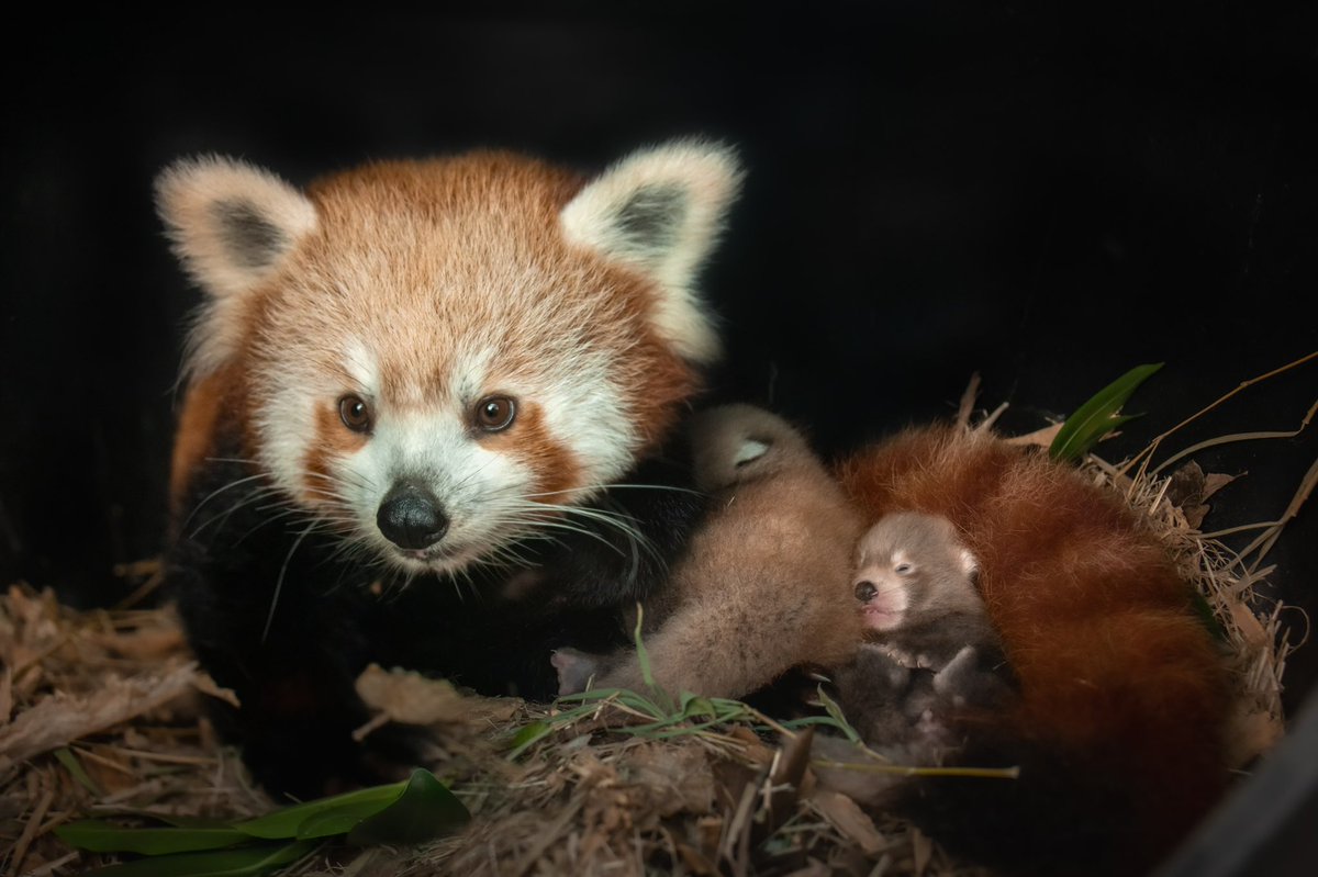 RobertIrwin's tweet photo. We are so proud to announce the safe arrival of red panda cubs @AustraliaZoo! For the first time, we have successfully bred these critically endangered animals and we couldn���t be happier to welcome them! It’s a huge win for the conservation of an iconic species on the brink. https://t.co/66BLL6X4Wc