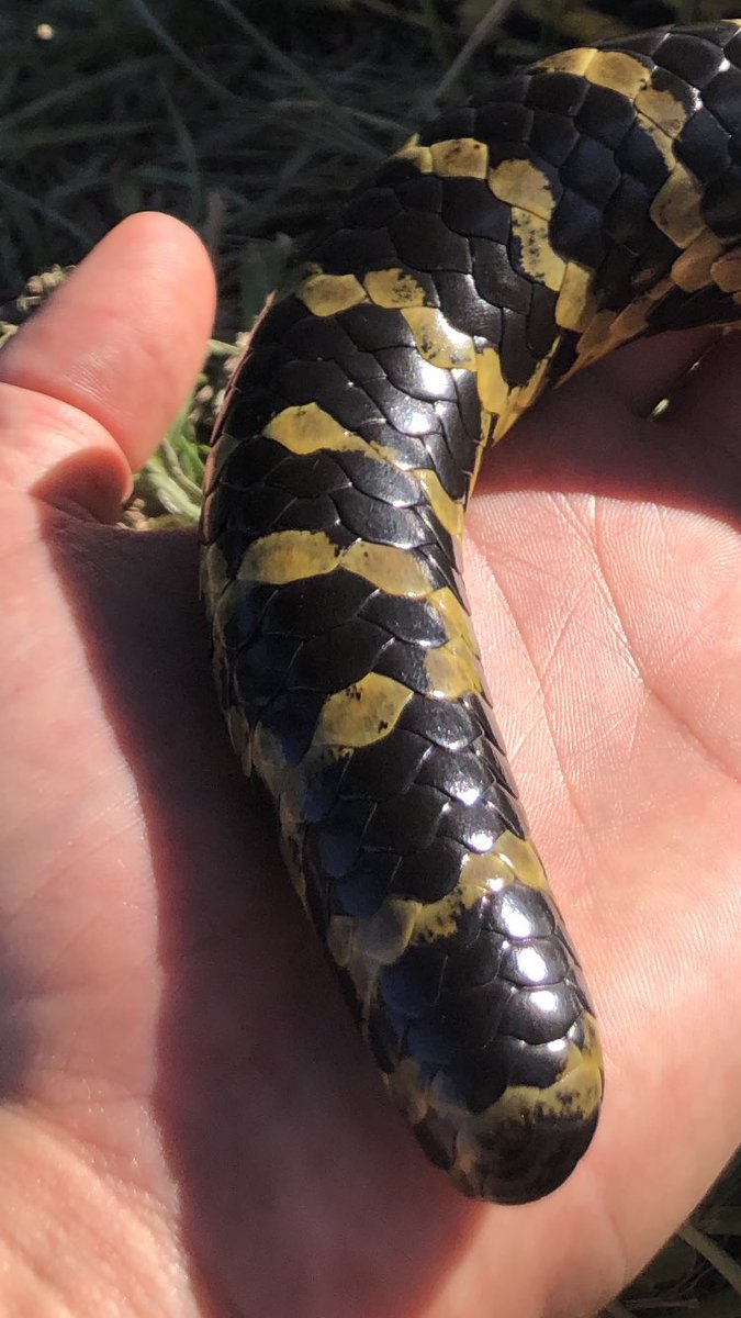 Cola de curiyú o anaconda amarilla. La serpiente más grande de 🇦🇷. Q suerte compartir el país con ellas! #taxojueves #squamata <a href="/taxojueves/">#taxojueves Oficial</a>