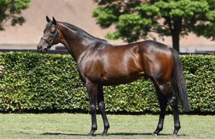 littleavondale's tweet photo. Time Test gets his first NZ winner today with Lance O’SULLIVAN and Andrew SCOTT 2yo Time Ruler winning the First at Tauraunga by 5.5 lengths ⁦@NZTM_TWEET⁩ ⁦⁩ Time Ruler will now head the Karaka Million ⁦@KarakaChat⁩ Timeless (Time Test) ran 3rd in the same race https://t.co/Kzi8HdWvhO