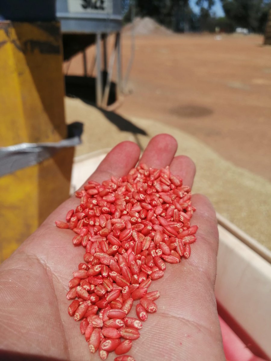 karensmithscl's tweet photo. Here's to 2022 being a smashing season for growers across the globe! π» #SeedShield activities are well under way and we are grading and treating seed for this years winter crop. Here's some pics of seed so far.....#plant2022 https://t.co/gjGDPfbCrg