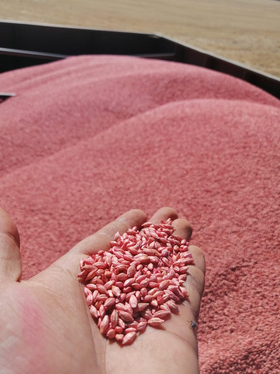 karensmithscl's tweet photo. Here's to 2022 being a smashing season for growers across the globe! π» #SeedShield activities are well under way and we are grading and treating seed for this years winter crop. Here's some pics of seed so far.....#plant2022 https://t.co/gjGDPfbCrg