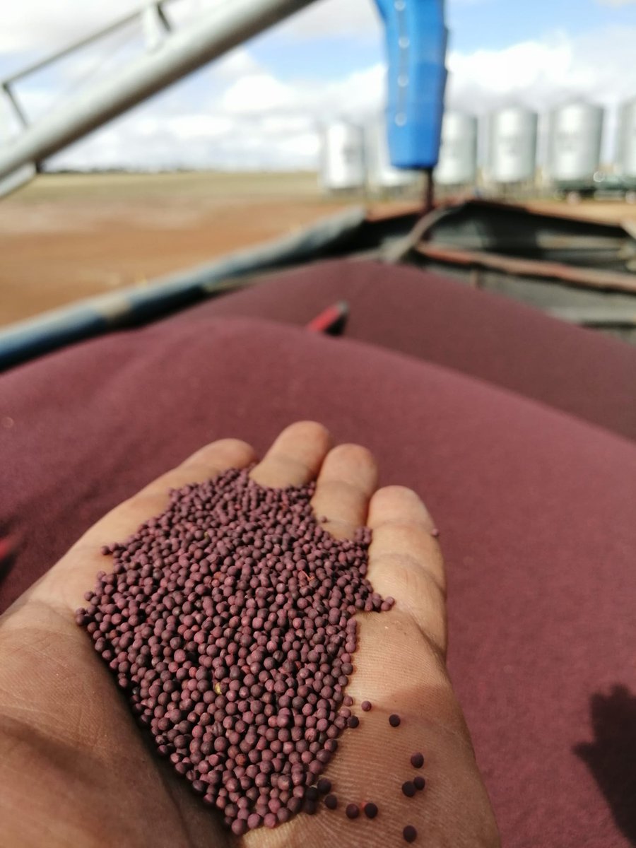 karensmithscl's tweet photo. Here's to 2022 being a smashing season for growers across the globe! π» #SeedShield activities are well under way and we are grading and treating seed for this years winter crop. Here's some pics of seed so far.....#plant2022 https://t.co/gjGDPfbCrg