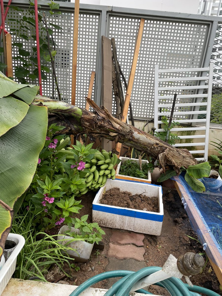kycheah5's tweet photo. @Mediacorp #CNAGreenPlan  #Punggol what happened when your banana tree tumble down? Just share with other farmers…. Food sustainability and promote cohesiveness https://t.co/Ld3Tj4uJAc