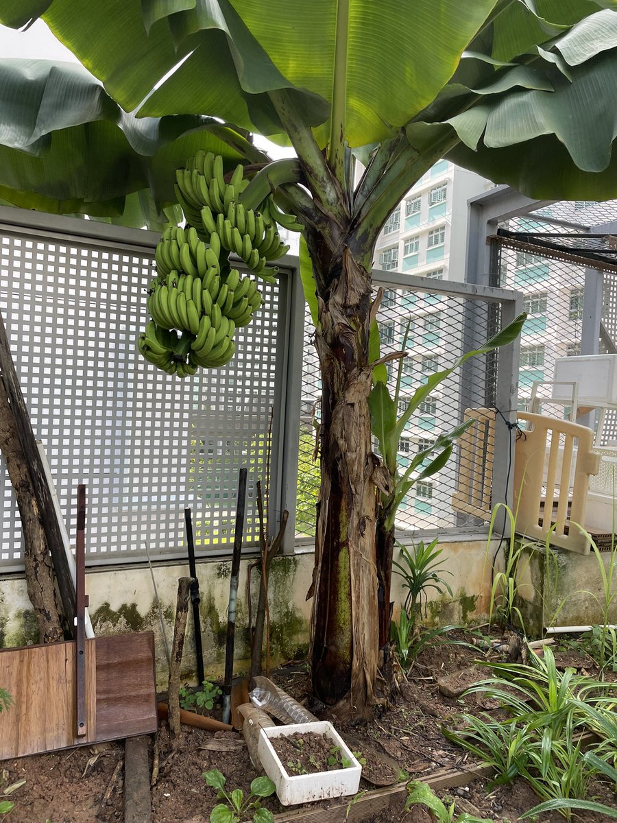 kycheah5's tweet photo. @Mediacorp #CNAGreenPlan  #Punggol what happened when your banana tree tumble down? Just share with other farmers…. Food sustainability and promote cohesiveness https://t.co/Ld3Tj4uJAc