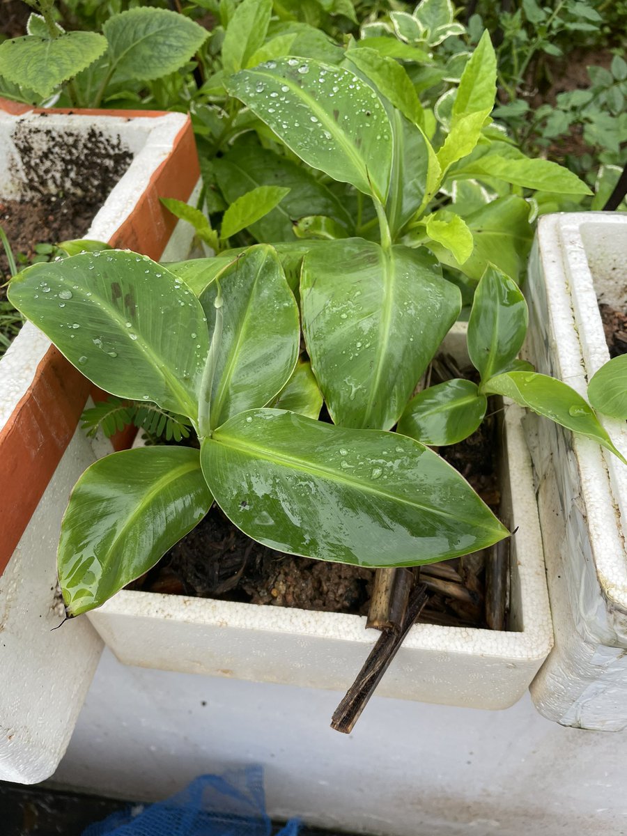 kycheah5's tweet photo. @Mediacorp #CNAGreenPlan  #Punggol was happy to share some of my banana sapling with public. Didn’t know that the responses were overwhelmingly. Good to share https://t.co/Q4Hh2B1gLN