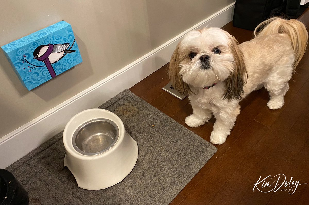 MingxiTzu's tweet photo. This bowl is empty. I would like to speak to the manager. ๐โฅ๏ธ๐พ
#dogsoftwitter #BeKind #DinnerIsLate #FeedMe https://t.co/xqtEJCGJjM
