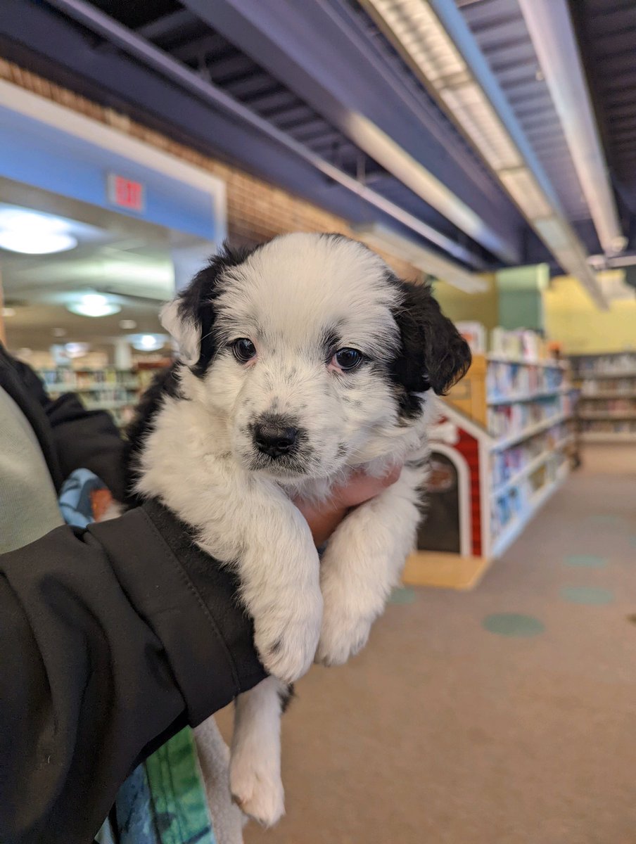 DAPopowski's tweet photo. @alixhawley My library patron of the week. https://t.co/cqtffOSKSb