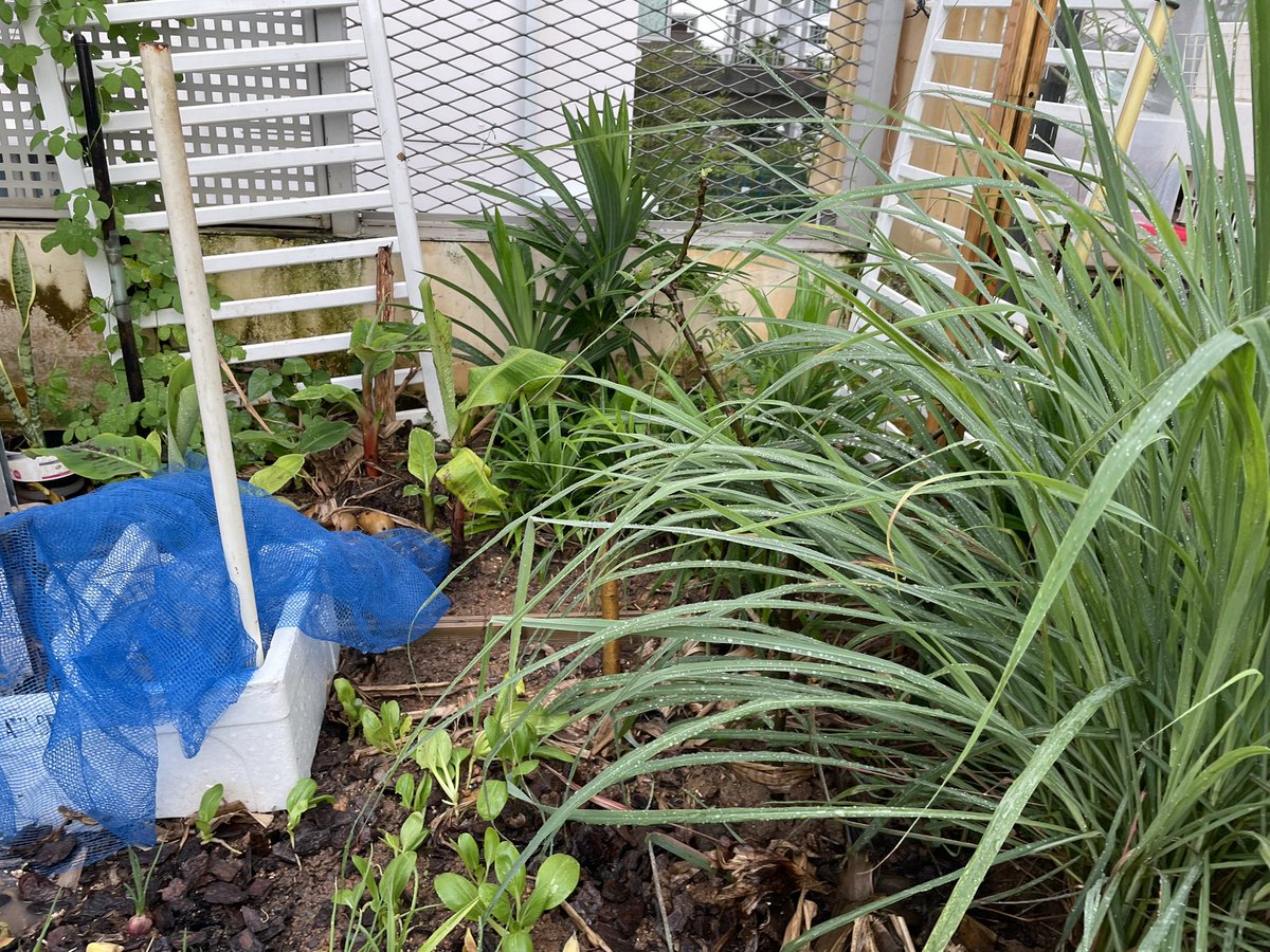 kycheah5's tweet photo. @Mediacorp #CNAGreenPlan  #Punggol 
Glad to be part of the community farming whereby I can share some of the plants with the community. It’s felt good that everyone is doing their part to build a green city in Singapore. https://t.co/voNF3DEJpZ