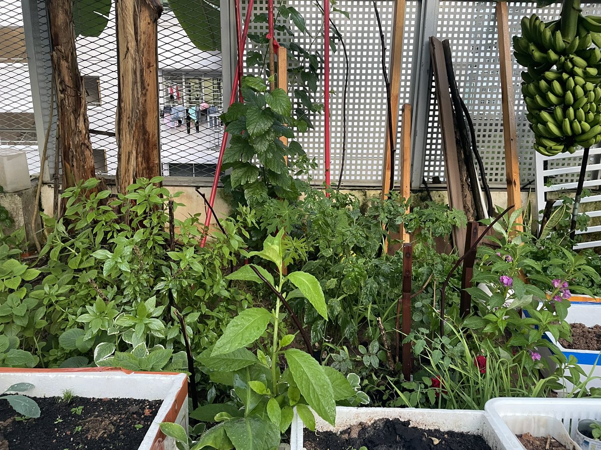kycheah5's tweet photo. @Mediacorp #CNAGreenPlan  #Punggol 
Glad to be part of the community farming whereby I can share some of the plants with the community. It’s felt good that everyone is doing their part to build a green city in Singapore. https://t.co/voNF3DEJpZ