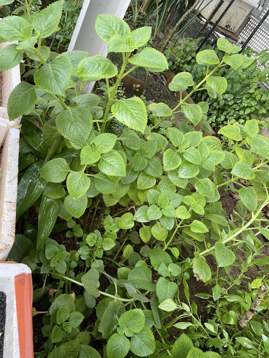 kycheah5's tweet photo. @Mediacorp #CNAGreenPlan  #Punggol giving and sharing… happy to received some plants from others to grow this city more greener https://t.co/DEyahE95oj