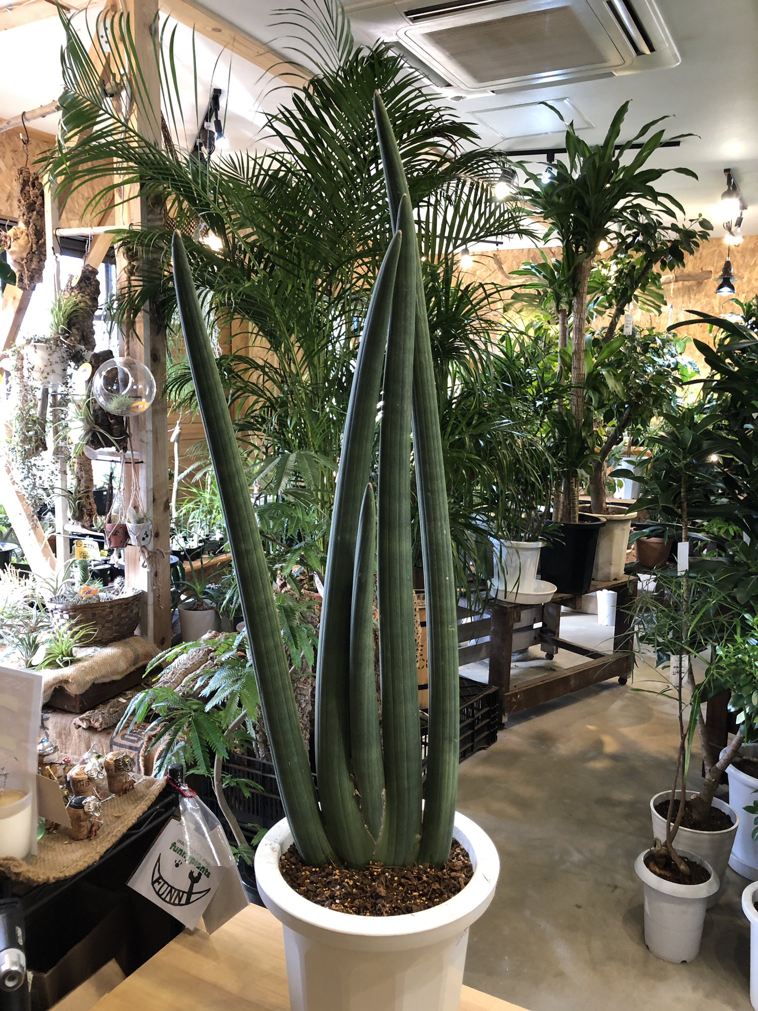 ファニープランツ サンセベリアキリンドリカ デカめ 高さ90cmくらいです いい鉢に植え替えて育てたい1品ですね Funnyplants 観葉植物専門店 栃木県小山市出井 サンセベリア キリンドリカ インテリアグリーン 専門店 T Co Wmwne5g9dw