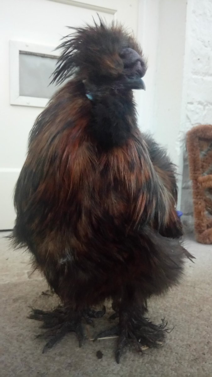 FluffyLazerwolf's tweet photo. My new dog.. Jim Chickens. X https://t.co/D7buH7s4n3