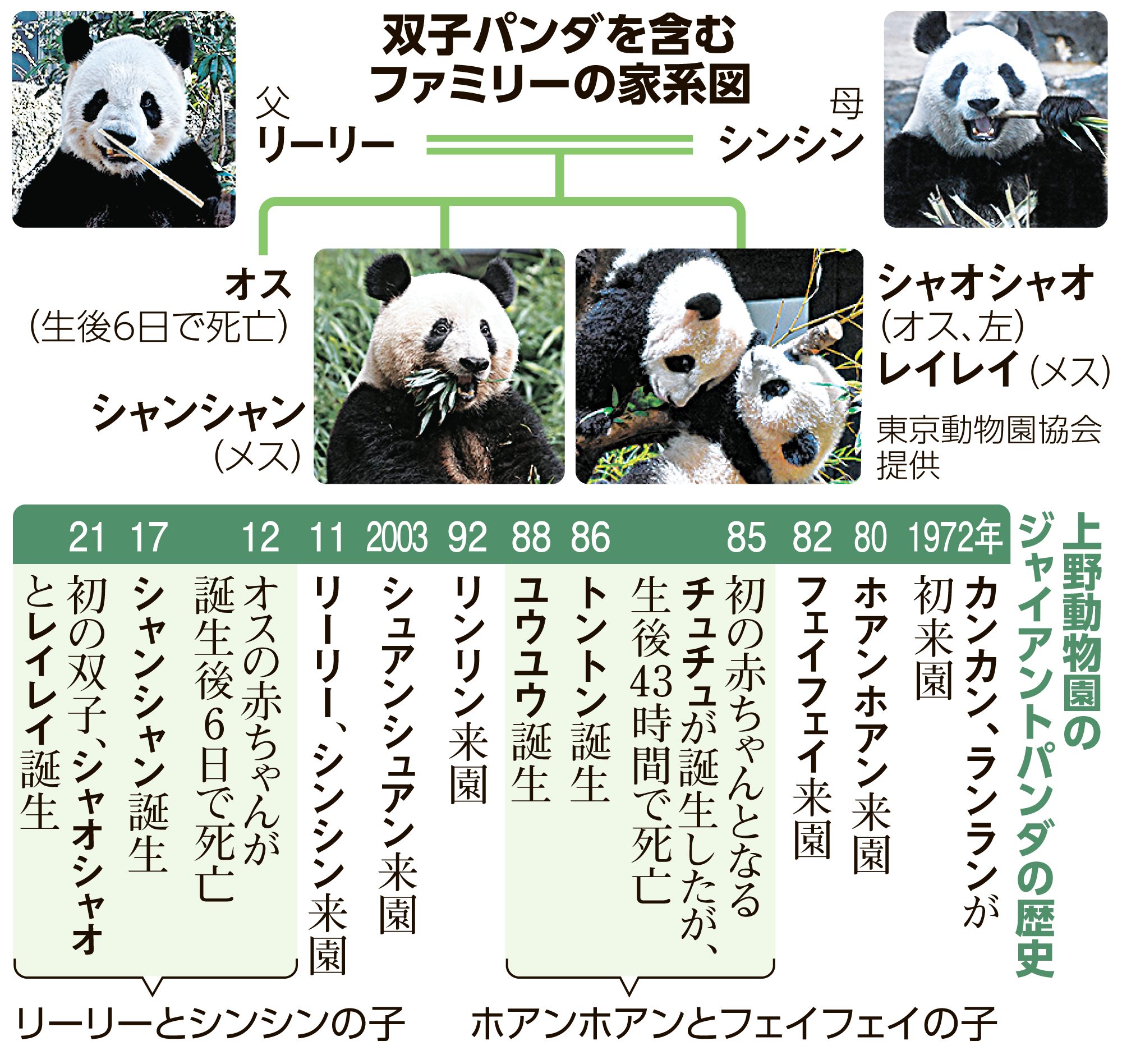 朝日新聞デザイン部 シャオシャオ レイレイ ３日間限定公開 最初は木に登ったり竹をかんだりと活発 途中から観覧者側におしりを向け 木の上で眠ってしまった T Co 2fsz9qu3gg 感染拡大で東京の上野動物園は11日から休園 次のパンダ公開