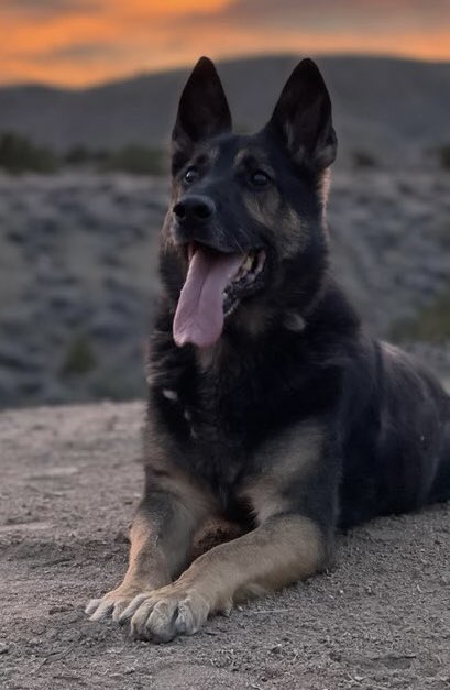 RenoPolice's tweet photo. Happy Retirement K9 Niko! Thank you for your 8 years of service and thank you Officer White for taking such good care of him! Enjoy your retirement! 

Beginning Watch 10/2014 - End of Watch 1/13/22
#RPDK9 #CongratsNiko #gooddog https://t.co/dg7gQUbH3F