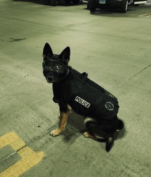 RenoPolice's tweet photo. Happy Retirement K9 Niko! Thank you for your 8 years of service and thank you Officer White for taking such good care of him! Enjoy your retirement! 

Beginning Watch 10/2014 - End of Watch 1/13/22
#RPDK9 #CongratsNiko #gooddog https://t.co/dg7gQUbH3F