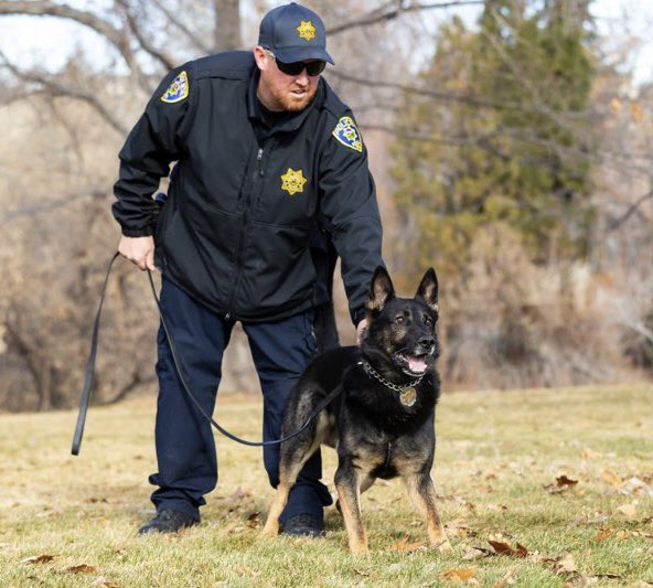 RenoPolice's tweet photo. Happy Retirement K9 Niko! Thank you for your 8 years of service and thank you Officer White for taking such good care of him! Enjoy your retirement! 

Beginning Watch 10/2014 - End of Watch 1/13/22
#RPDK9 #CongratsNiko #gooddog https://t.co/dg7gQUbH3F
