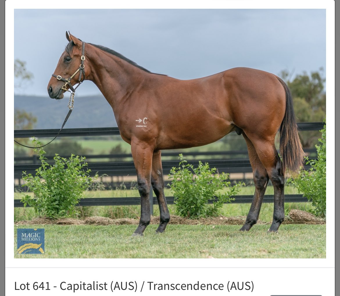 LabasheedaT's tweet photo. Great result for Labasheeda bred colt going through the ⁦@mmsnippets⁩ sale today $400k.
He was always a star in the paddock growing up https://t.co/F4fh7OKAGX