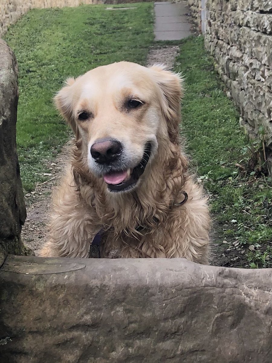 TTeever's tweet photo. @BettyFordDog Yes funny thing! But my nose is still good for sniffing out treats and making mess on the windows ! https://t.co/GS9JEICl8I