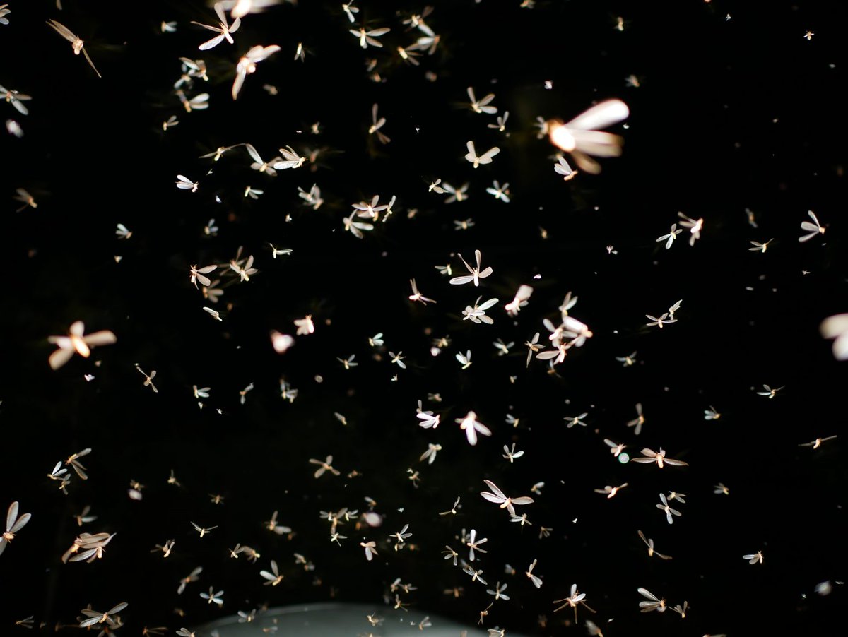 Causes, Prevention and Control of Moths in Central London, UK. mothkillers.co.uk/causes-prevent…