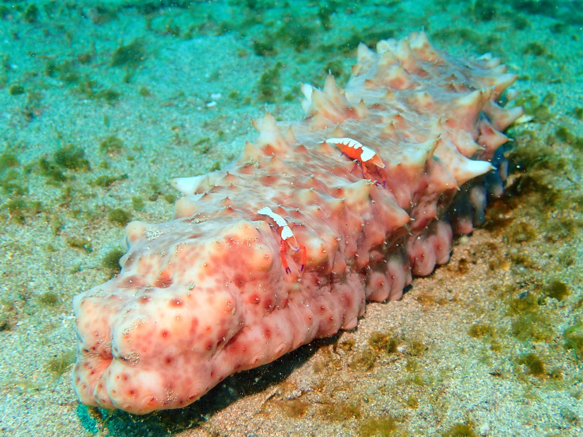 トゲトサカテッポウエビ Twitter Search Twitter