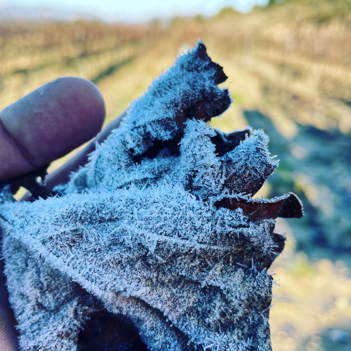 PasconaMontsant's tweet photo. Molt bon dia família!! Ja es vivendres!! Al celler Pascona ho tenim tot congelat!! 🥶
.
.
#bondia #cellerpascona #congelat #🥶 #vivendres #vesaperelsteusomnis #mesde30anyspasconitzant #salutivi💪🍷 https://t.co/35rzbIrrBF
