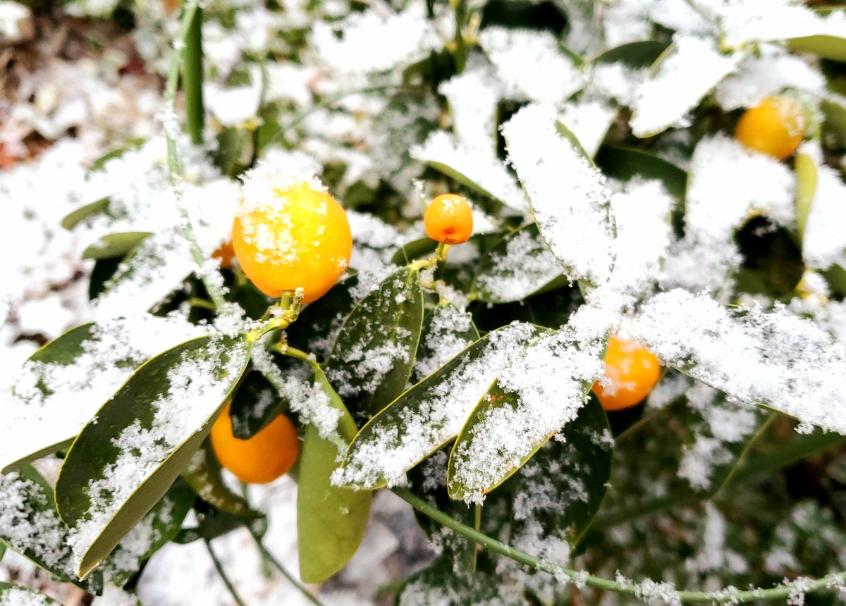 mido_allergy's tweet photo. 𓈒𓂂𓂃𓈒𓂂𓇬

あったかい部屋でフルーツとか
食べたいですね 🍒🍊

Shall we eat some fruit 
in a warm room?              𓈒𓂂𓂃𓈒𓂂𓇬

#pernettya #kumquat
#strawflower #vitamins
#ハッピーベリー #金柑
#コロロ #ブラッドオレンジ
#ビタミン摂ってね
#糖質も大事
#お疲れ様です https://t.co/EbIk3YjzA3
