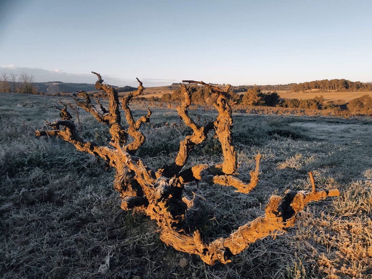 El dia s’aixeca, ells dormen. 

Bon divendres a tothom!! 

#ordavins #gelida #altpenedes #vinya #vineyard #vinatural #naturalwine #vinnaturel #biodinamica #biodynamic #vi #wine #vino