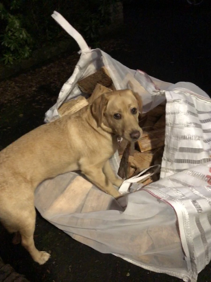 AdventuresOfMo5's tweet photo. Helping mum with log delivery #dogsoftwitter #logs https://t.co/vp80PiIiYV