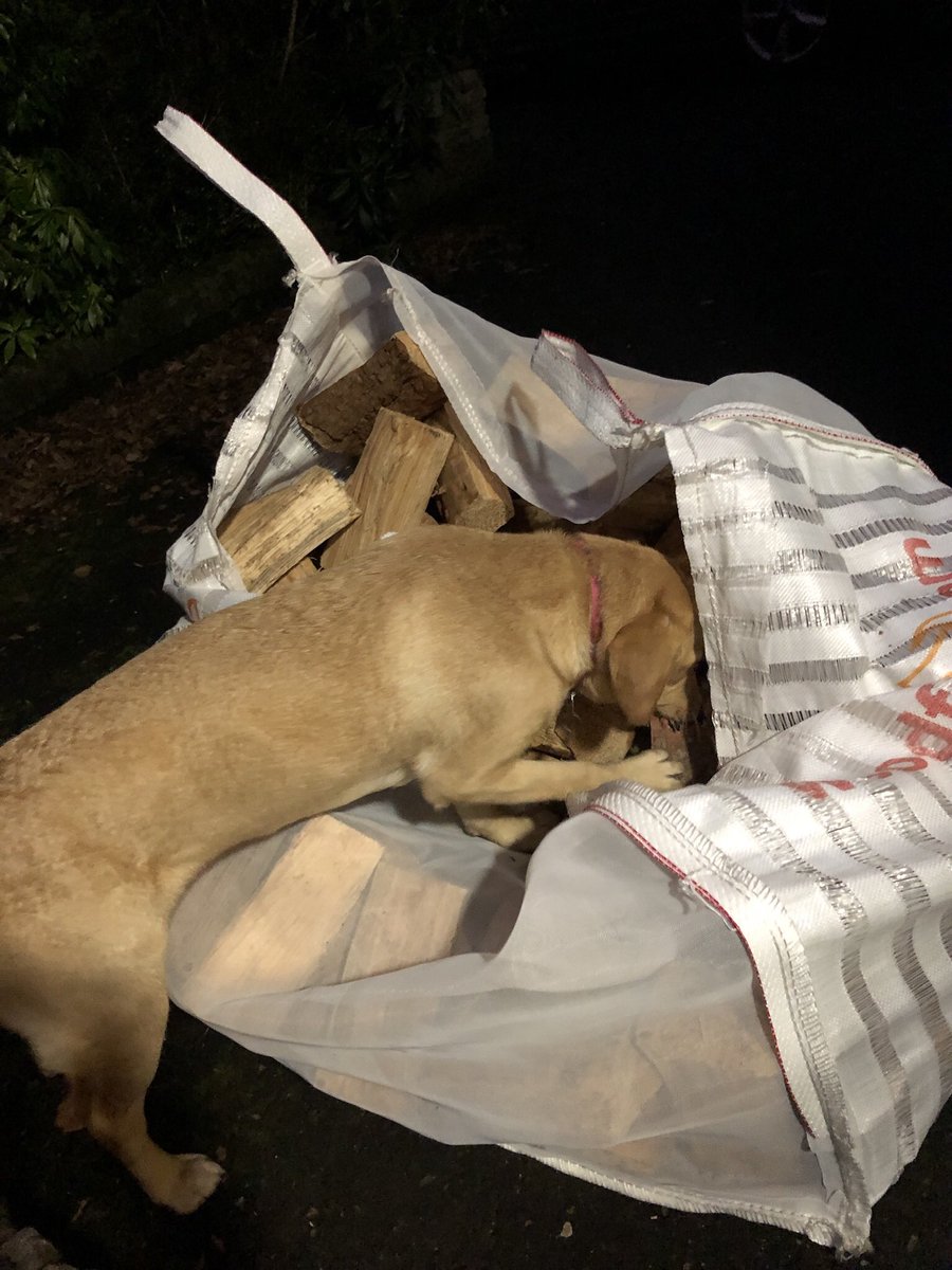 AdventuresOfMo5's tweet photo. Helping mum with log delivery #dogsoftwitter #logs https://t.co/vp80PiIiYV