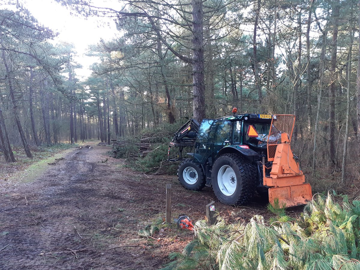 Bosw8erBertwin's tweet photo. Afgelopen week zijn we gestart met het weghalen van dennen in het open duin. Door het oprukkende bos zouden de duinen en heideterreinen vollopen met bomen. Karakteristieke bomen blijven uiteraard staan. We doen dit werk met een boslier, dit om spoorvorming te voorkomen. #Vlieland https://t.co/vAxGWgsbnc