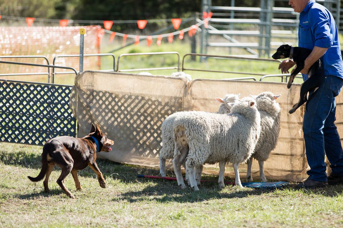 #ticketsplease! Heading to Farm World 2022? You should be! Tickets on sale now bit.ly/3r9mDEX #FarmWorld2022 #LardnerPark
