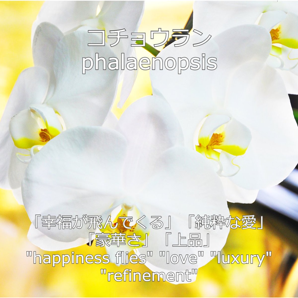 happy_b_d_today's tweet photo. Congratulations to you who was born on #January17th
Your #birthflower is "#phalaenopsis" and the #flowerlanguage is "hope" "consolation"
The #birthcolor is "#deepbluegreen" and the #colorwords is "life, leadership and smiles"
Your #personality is "a gallant and curious gourmand" https://t.co/wBdzcgFzu8