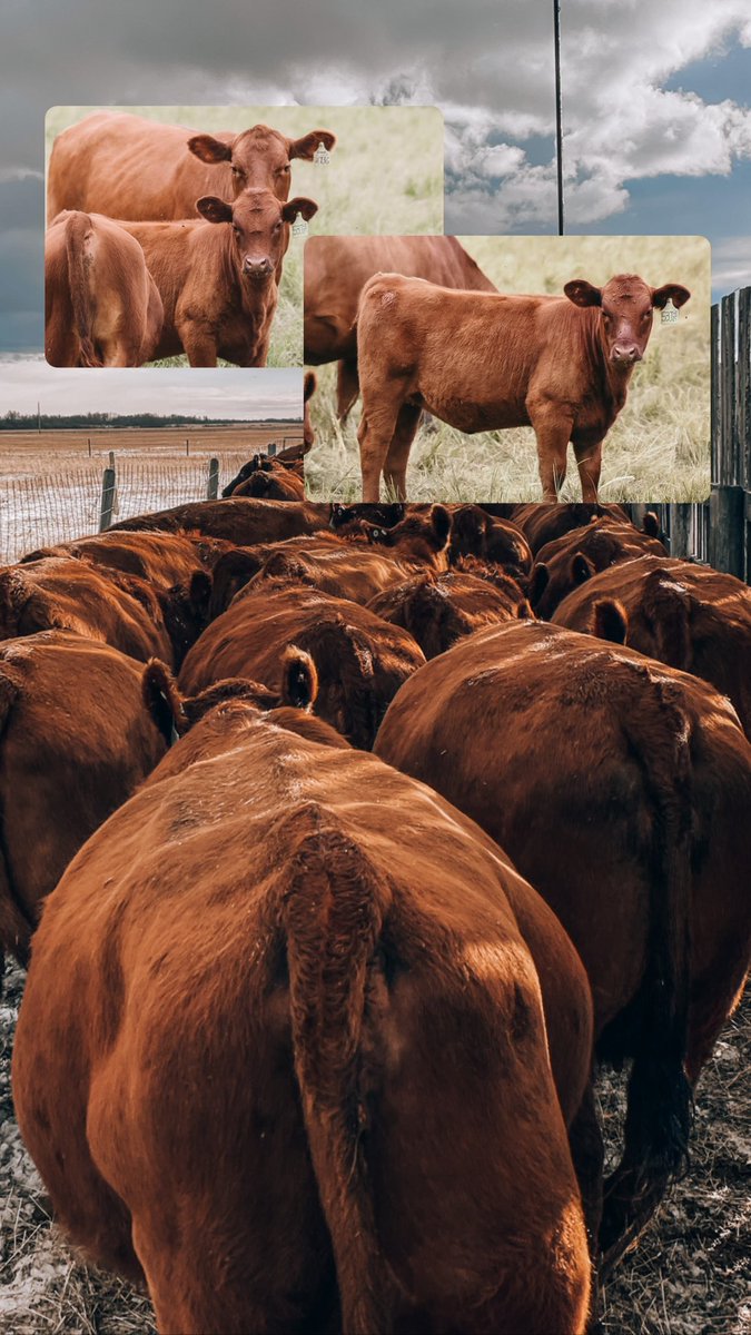 Purebred Red Angus Yearling Bulls for sale just outside of Edberg, AB. Tours + visits always welcome.