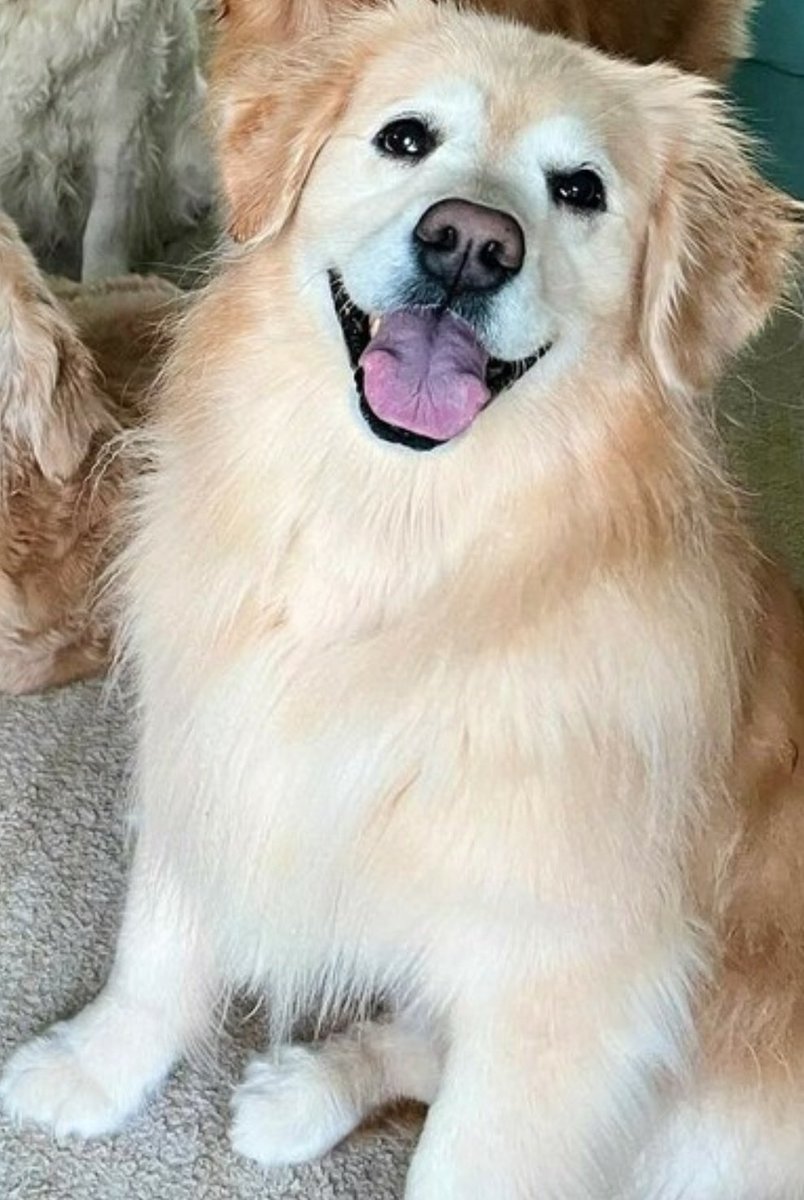 Venk Close-up tweet media