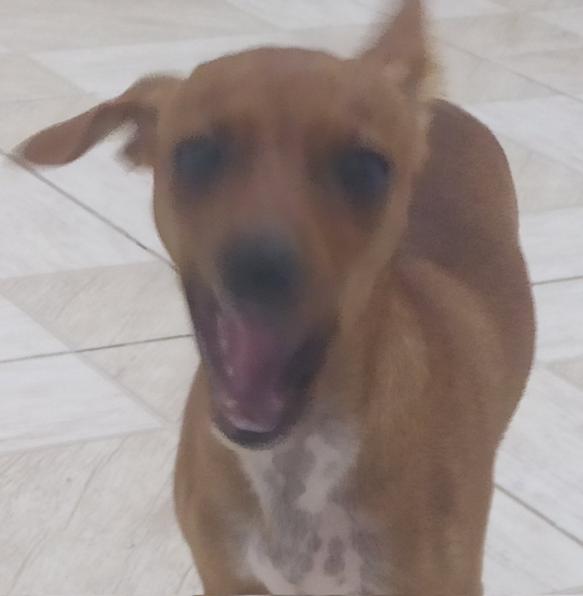 k9ntos's tweet photo. O lobisomem pidao https://t.co/ZmMSFPCiGN