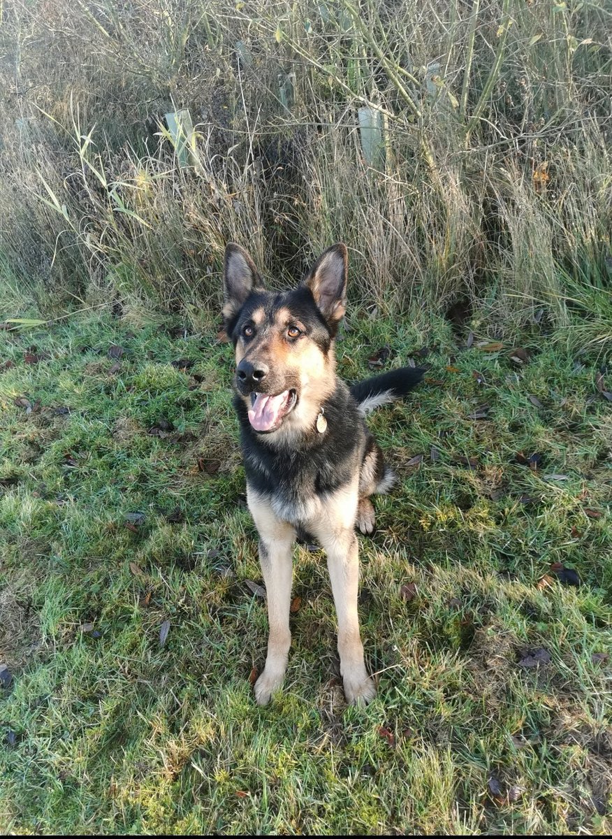Following reports of an aggressive male in the street armed with weapons, PD Yoda was soon on scene. Upon sighting (and hearing!) Yoda, the offender sensibly surrendered and was detained by officers.