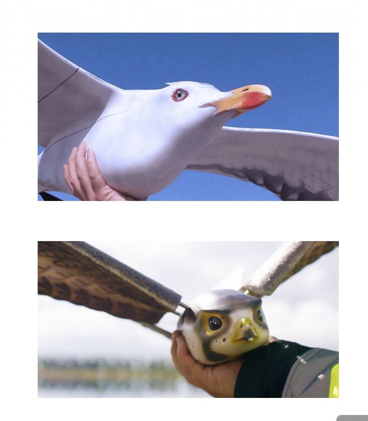 3rdStoneStudios's tweet photo. #F2B @JChurchRadio Hmmm... #BirdsArentReal #BirdDrones 👀 https://t.co/IM1wBufetS