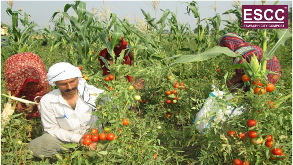 eswachh's tweet photo. Eswachh Introduces New Brand of City Compost ESCCEswachh City Compost (ESCC) is popular with vegetable farmers &amp; Garden Lovers

Eswachh Integrated solution is proud announce the launch of their second brand of compost called ESCC.ESCC

https://t.co/U5lDWcCdT0 https://t.co/p7tiV2RTxk