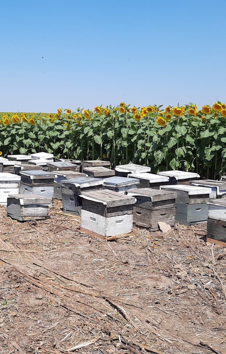 Ya se pusieron las colmenas. 
3,1 colmenas x hectárea x 50.000 abejas x colmena