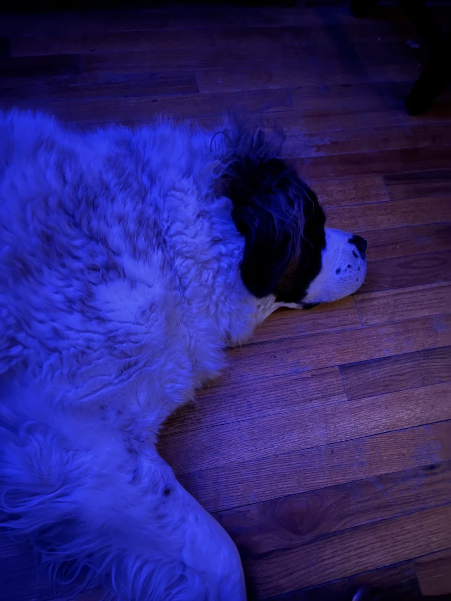 Greatest set of dogs ever they are literally best friends!