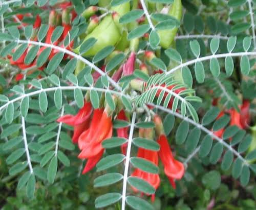CeliStewart's tweet photo. CANCERBUSH

Uses for this amazing plant include the treatment of depression and anxiety, asthma and bronchitis, kidney infections, moderate hypertension, rheumatoid arthritis, both HIV/aids and cancer, chronic fatigue.

Helps the body to mobilise its own immunologic resources. https://t.co/hJq0kbIJb5