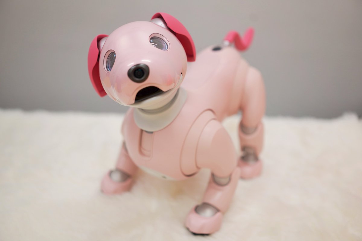 ?aiboお名前募集? 2022年限定カラー aibo「いちごミルク 