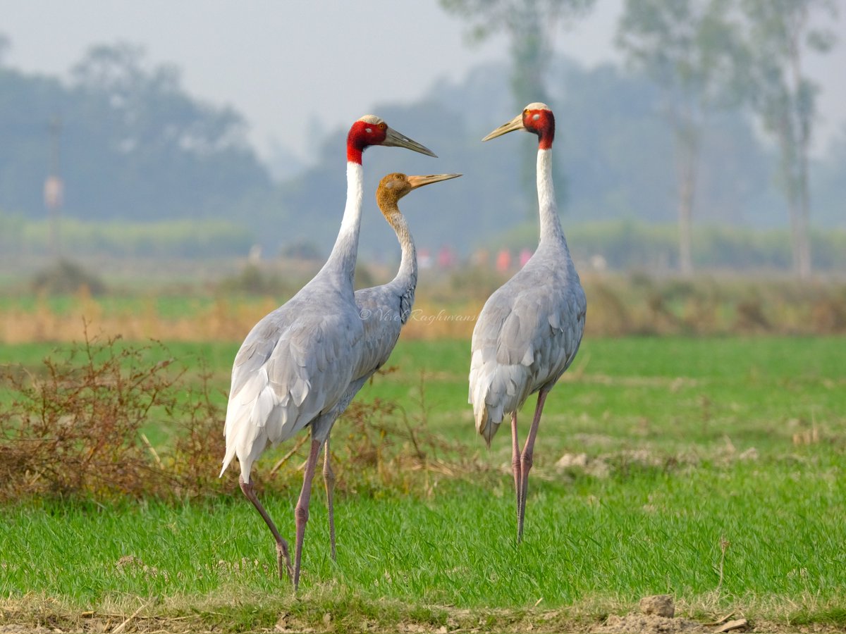 “Family is not an important thing. It’s everything.”–Michael J. Fox
A family of Sarus Crane..👇
#BBCWildlifePOTD #WaytoWild #ThePhotoHour #Birding #TwitterNatureCommunity #beauty #BeautifulWorld #naturephography #photographylovers #photographyislife #NatureBeauty #BirdsSeenIn2021