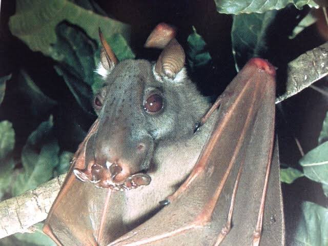 ウマヅラコウモリ、私が大好きなオオコウモリの一つです❕ オスが