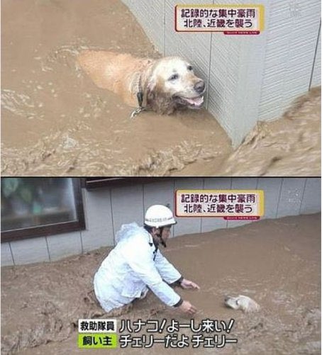 事情通て居てるもんやな 笑 犬の名はハナコだよ 映ってないけど 飼い主さんが抱っこしてる犬がいてそれがチェリー チェリーもここにいるよ という掛け声 だそうです Togetter