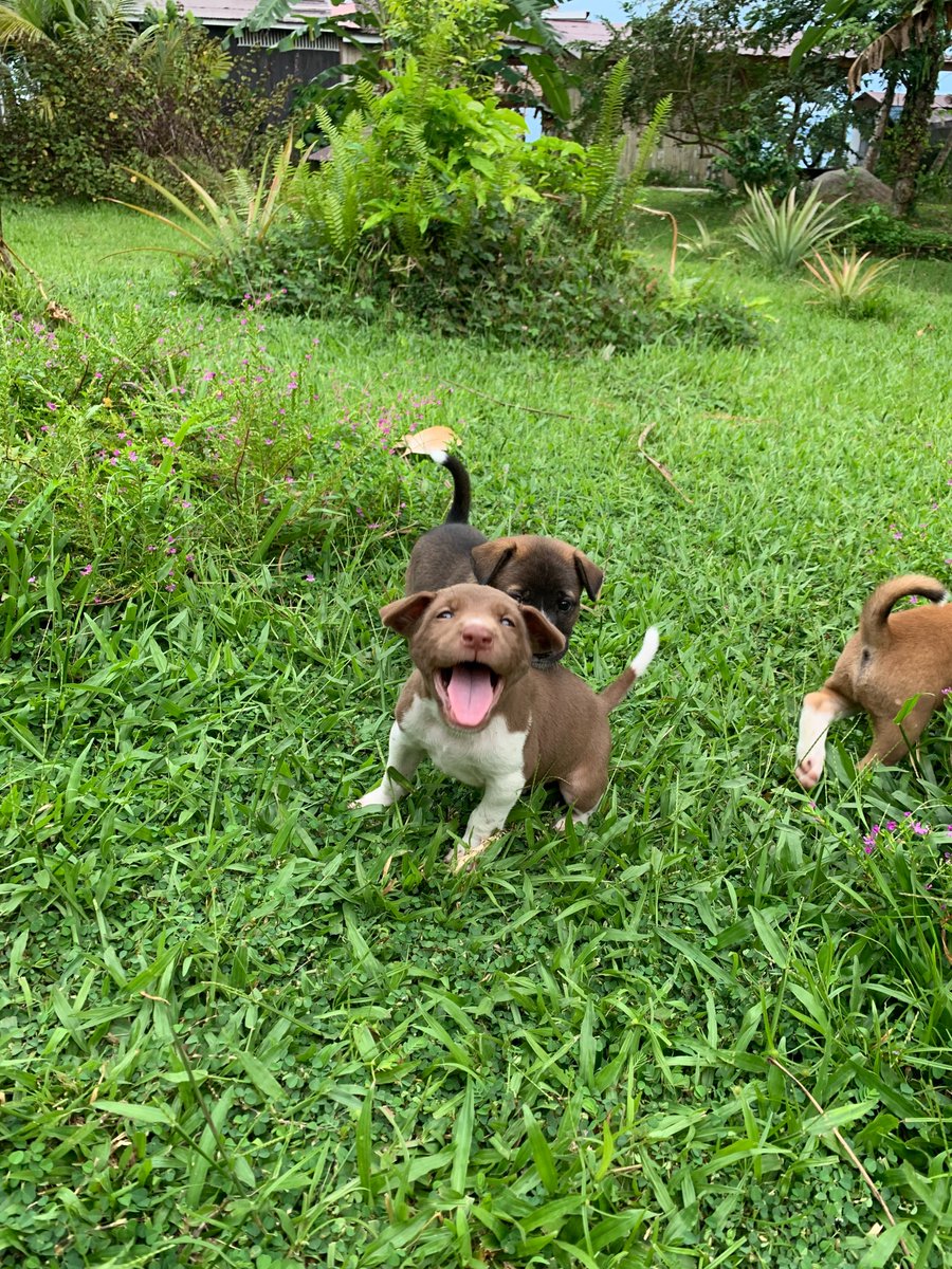 AnnaPozniak2's tweet photo. I've had a pretty cool company on my holidays. An island with no mobile connection &amp; 5 puppies is the best place to be. https://t.co/RHkfsvvL6c
