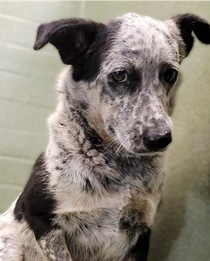 The only recommendation listed for SERRANO is that he is good with other large, calm dogs. Most likely needs a home with kids 13+. FOSTER through Downey CA ACC 562-940-6898 or apply at CarsonFosters.com 
animalcare.lacounty.gov/view-our-anima…